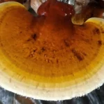 Ảnh Nấm Linh Chi Thành Đồng - 1Mall.vn