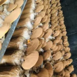 Ảnh Thực Tế Nấm Linh Chi Thành Đồng - 1Mall.vn