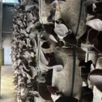 Nấm Mèo Thành Đồng - 1Mall.vn (2)