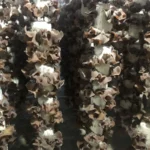 Nấm Mèo Thành Đồng - 1Mall.vn (3)