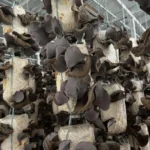 Nấm Mèo Thành Đồng - 1Mall.vn (4)